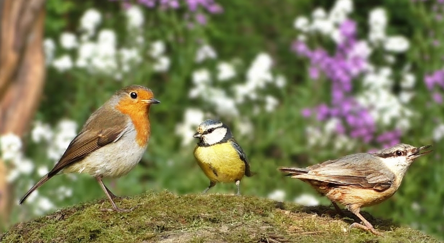 Birds in Garden