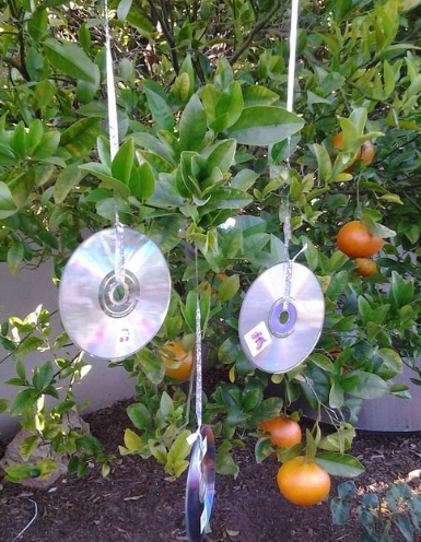 CD in Garden