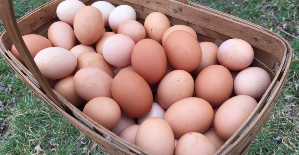 Fresh Eggs