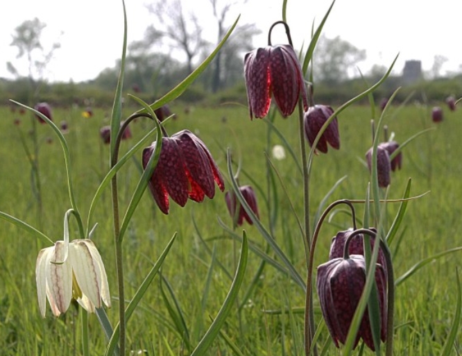 Fritillaries