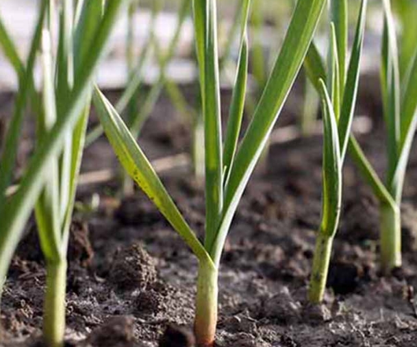 Garlic Plant