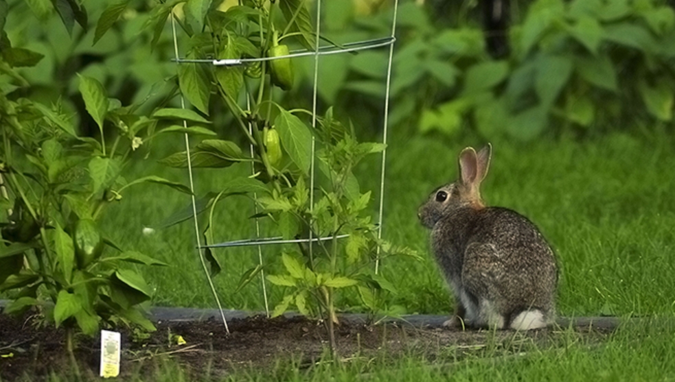 Rabbits in Garden