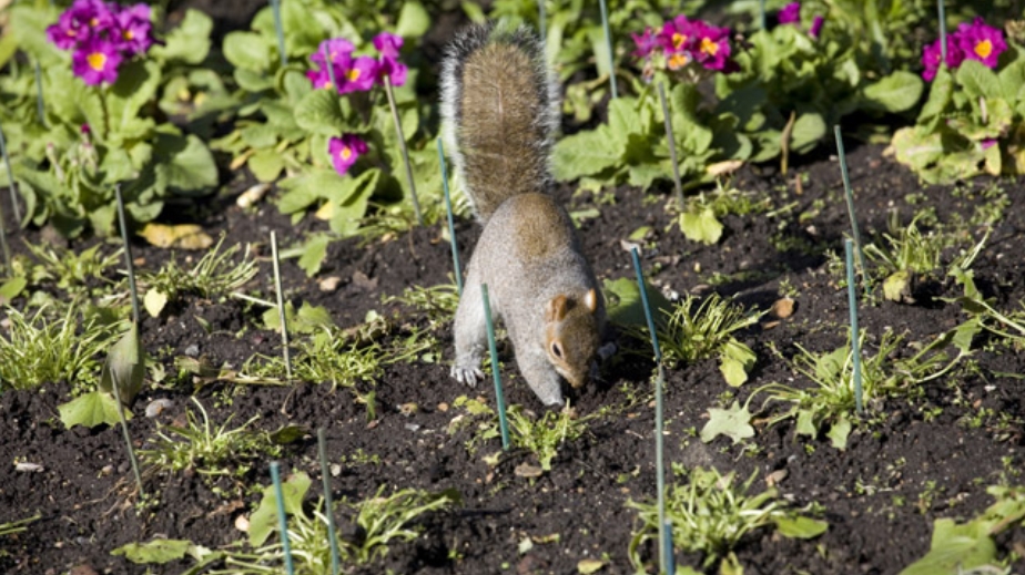 Squirrels in Garden