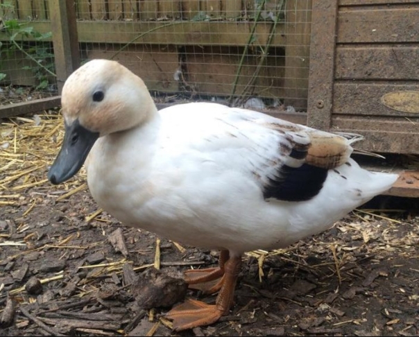 Bantam Duck