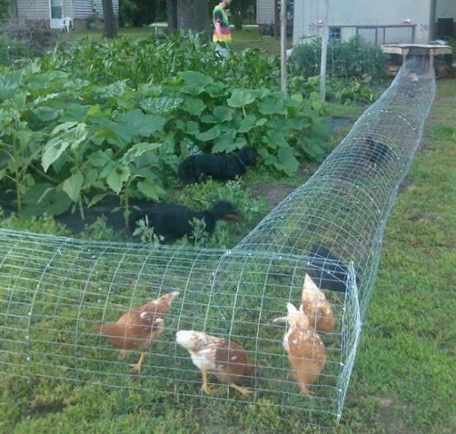 Chicken Tunnel