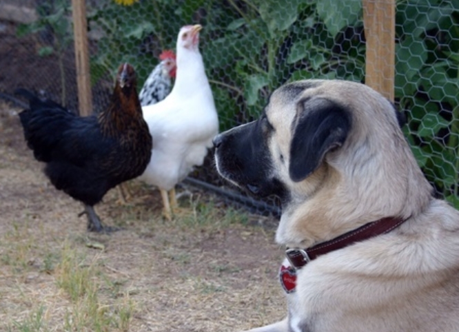 Dog to Guard Chickens