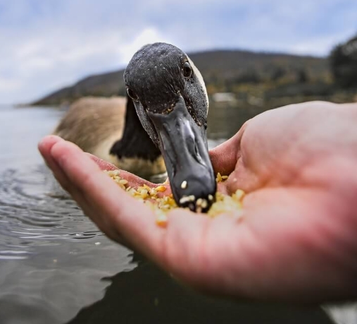 Ducks Eating