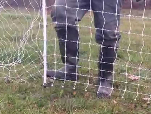 Electric Fences to Protect Chickens