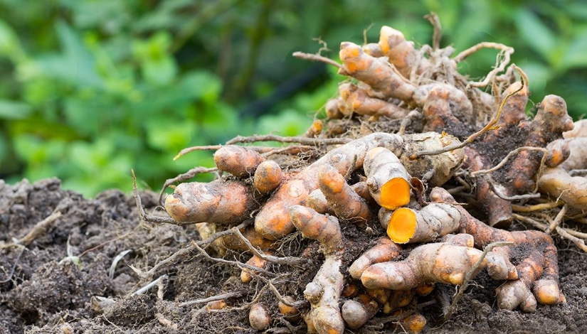 Growing Turmeric