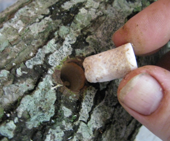 Hardwood Log For Shiitake Mushroom