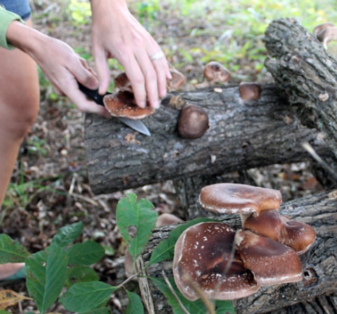 Harvesting Shiitake Mushrooms