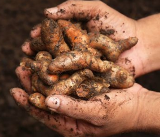 Harvesting Turmeric