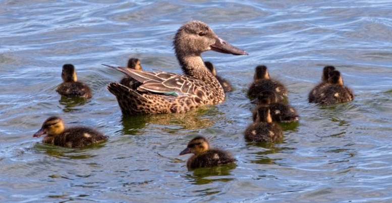 How Long Do Ducks Live