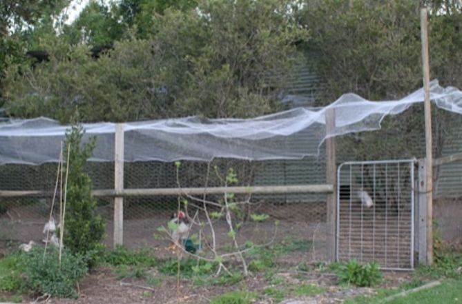 Net to Protect Chicken