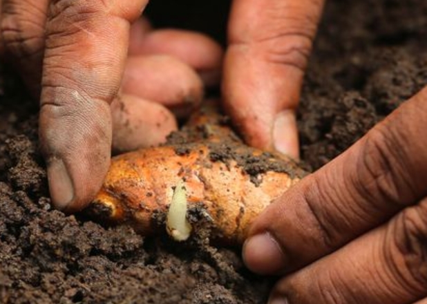 Planting Turmeric