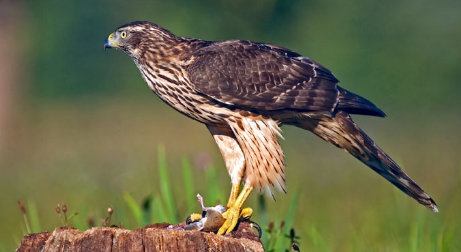 How to Protect Chickens from Hawks