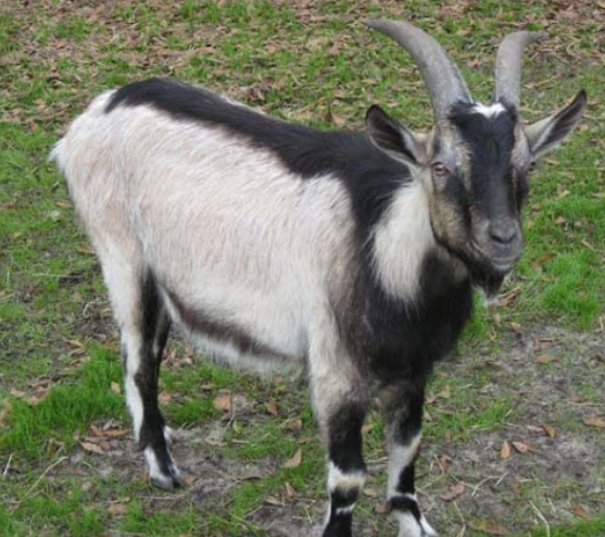 Alpine Goats