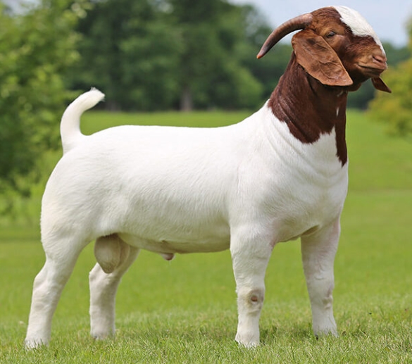 Boer Goats