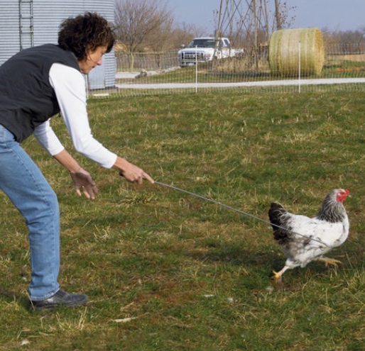 Catching Chicken Using A Hook