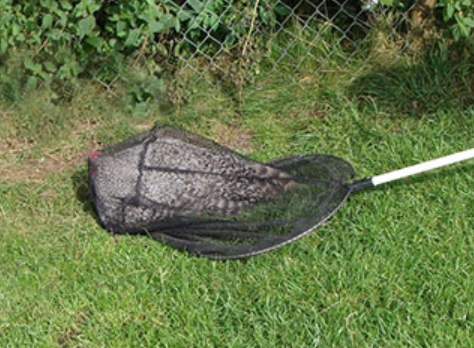 Catching Chicken Using Fishing Net
