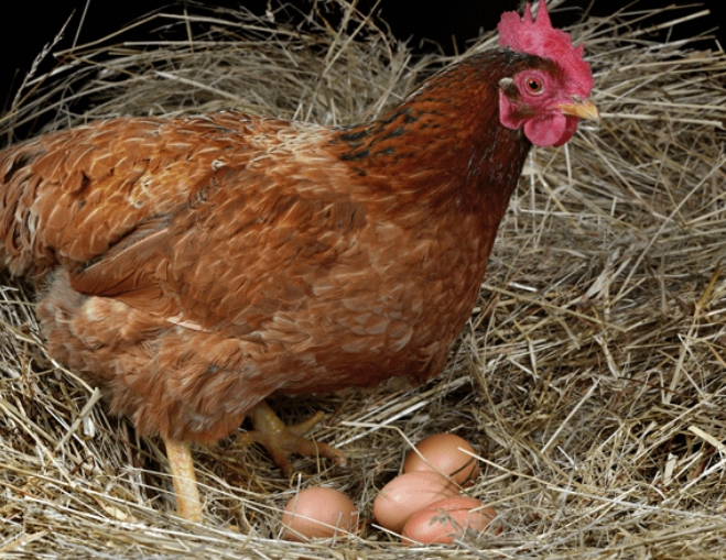 Catching Chicken Using Nesting