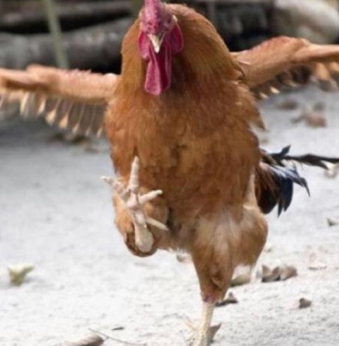 Chicken Cannot Fly