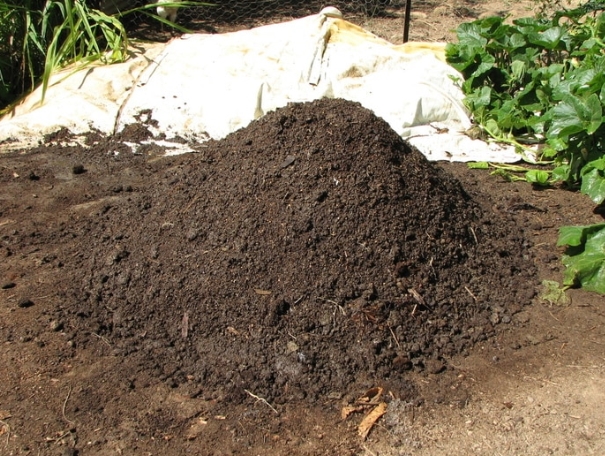 Chicken Manure Compost