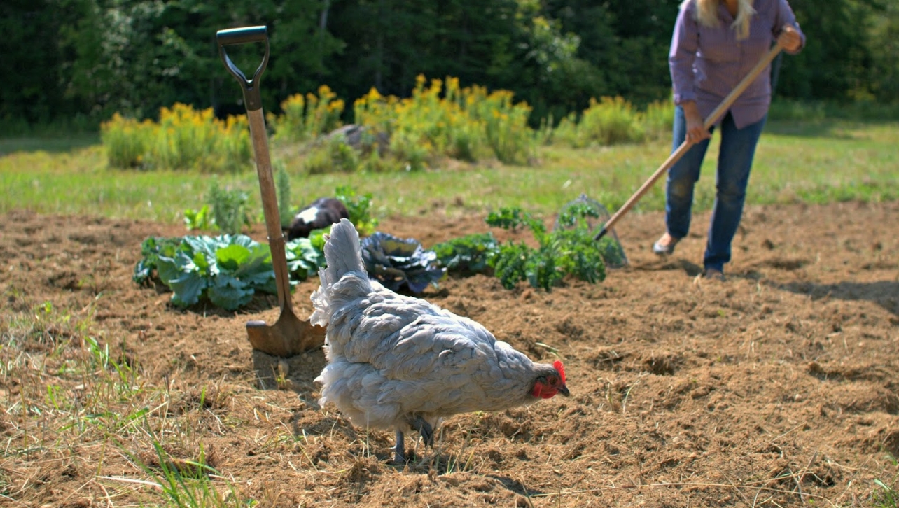 How to Compost Chicken Manure