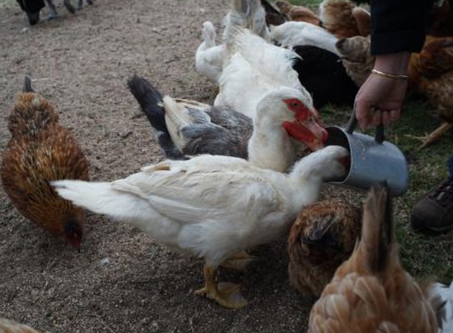 Chickens and Ducks Feeding Area
