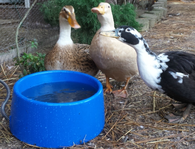 Chickens and Ducks Water Issue