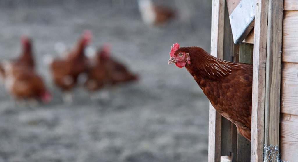 Discover How Much Space Do Chickens Need Properly