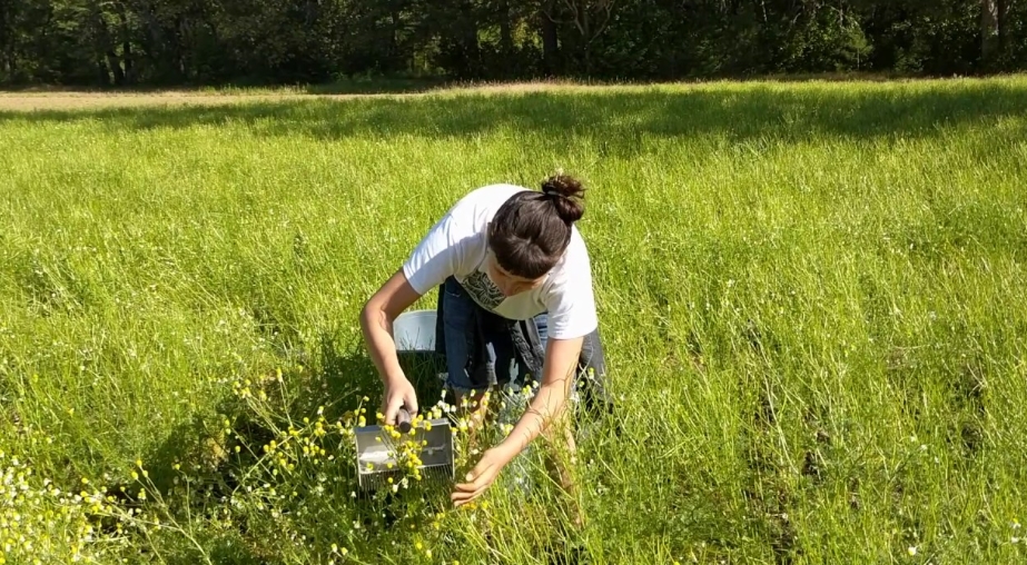 Harvest Chamomile with rake