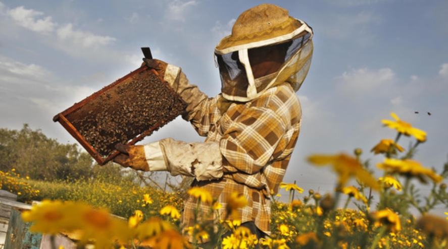 How to Harvest Honey