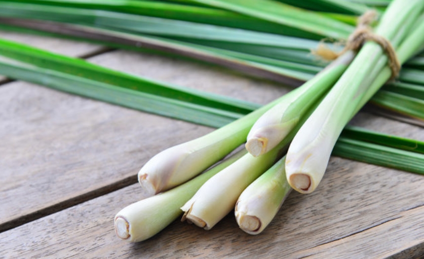 How to Harvest Lemongrass - Hairston Creek Farm