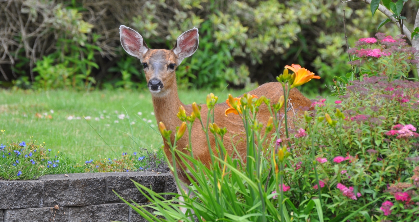 How to Keep Deer Out of Garden