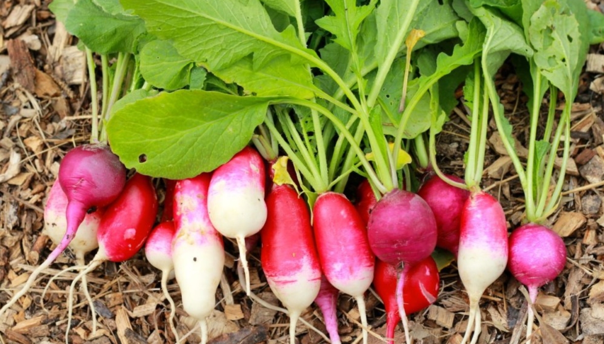 How to Store Radishes