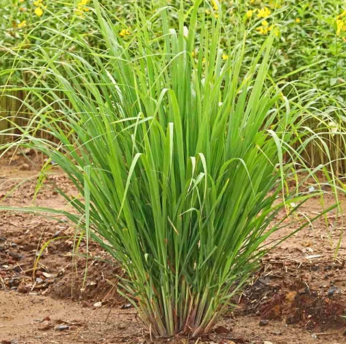 Lemongrass Plant