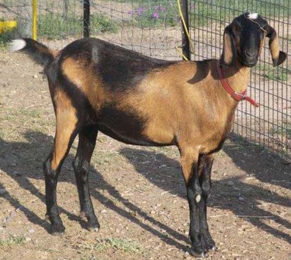 Nubian Goats