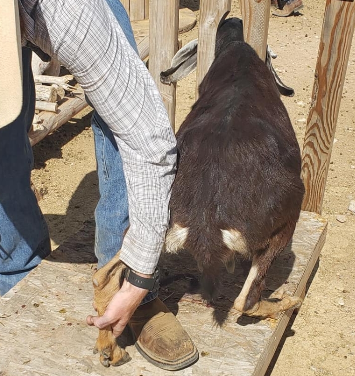 Put on the Milking Stand