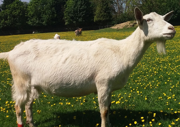 Saanen Goats