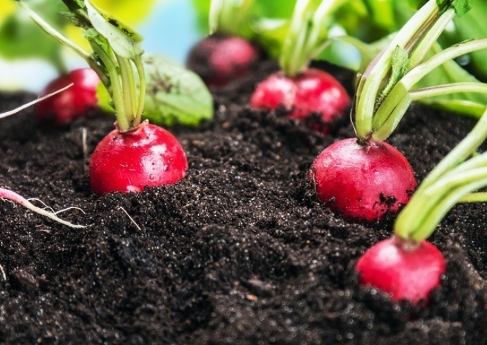 Store Radishes by Keeping in a Dirt