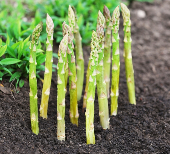 asparagus plant