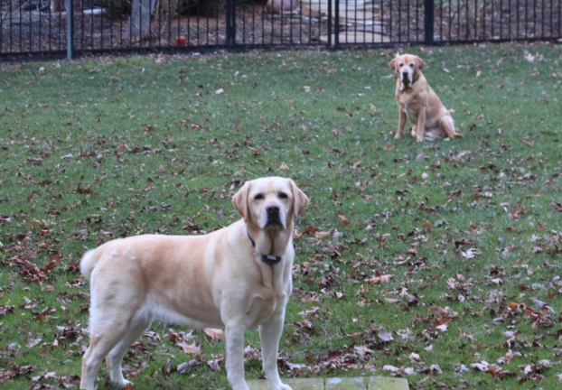 dog to protect garden from deer