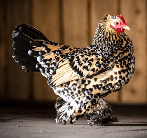 bantams chickens