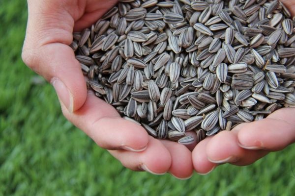 Ho To Harvest Sunflower Seeds