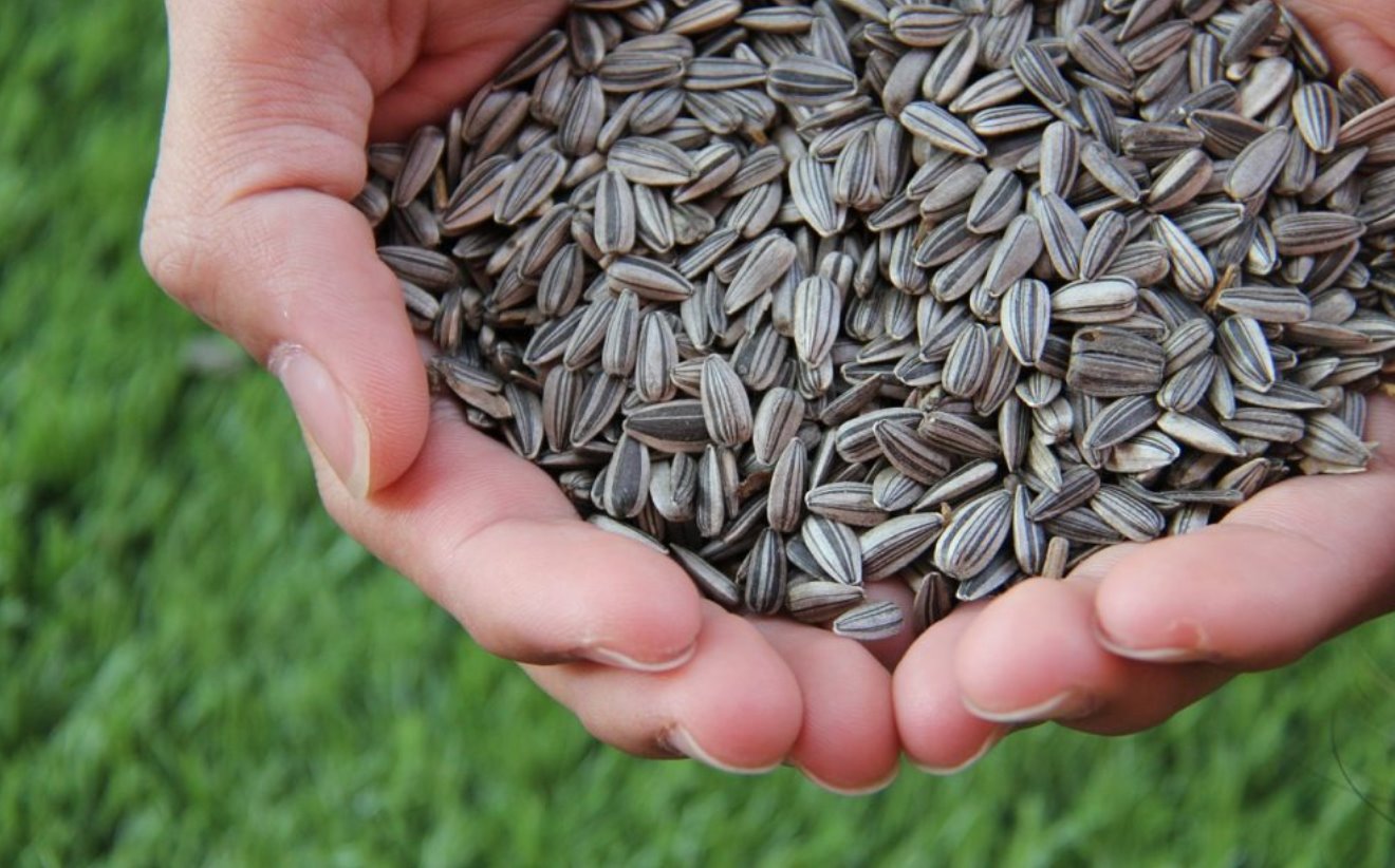 Ho To Harvest Sunflower Seeds