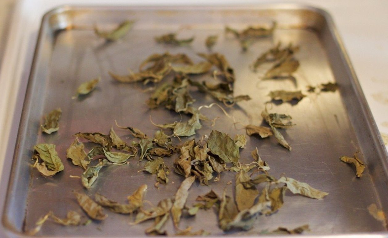 dry the basil leaves in the oven