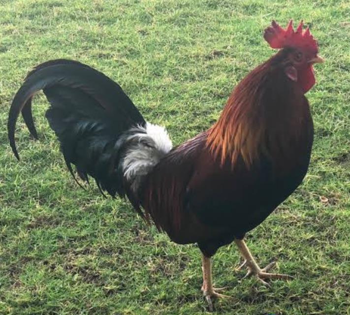 A Cockerel