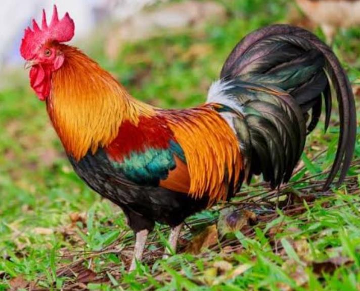 A Rooster