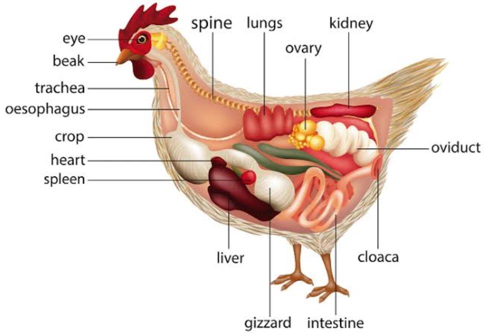 Anatomy of Chickens